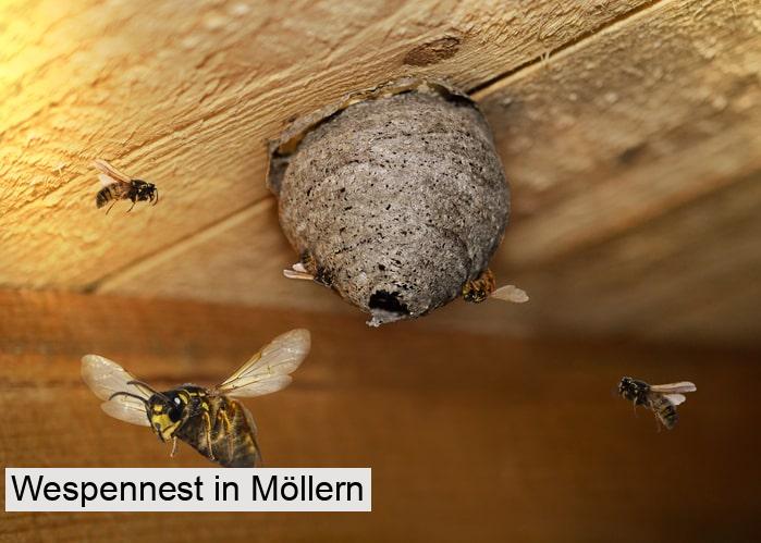 Wespennest in Möllern